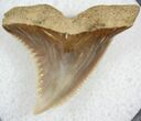 Sharp Hemipristis Serra Tooth - Maryland #26728-1